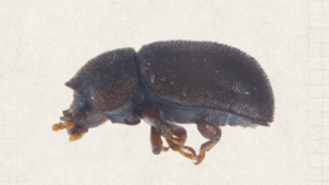 Novo gênero de besouros é registrado pela primeira vez na Caatinga e amplia o conhecimento sobre a biodiversidade brasileira